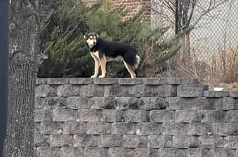 Stray Dog Outsmarts Rescuer For 71 Days By Escaping Every Trap Set For Him