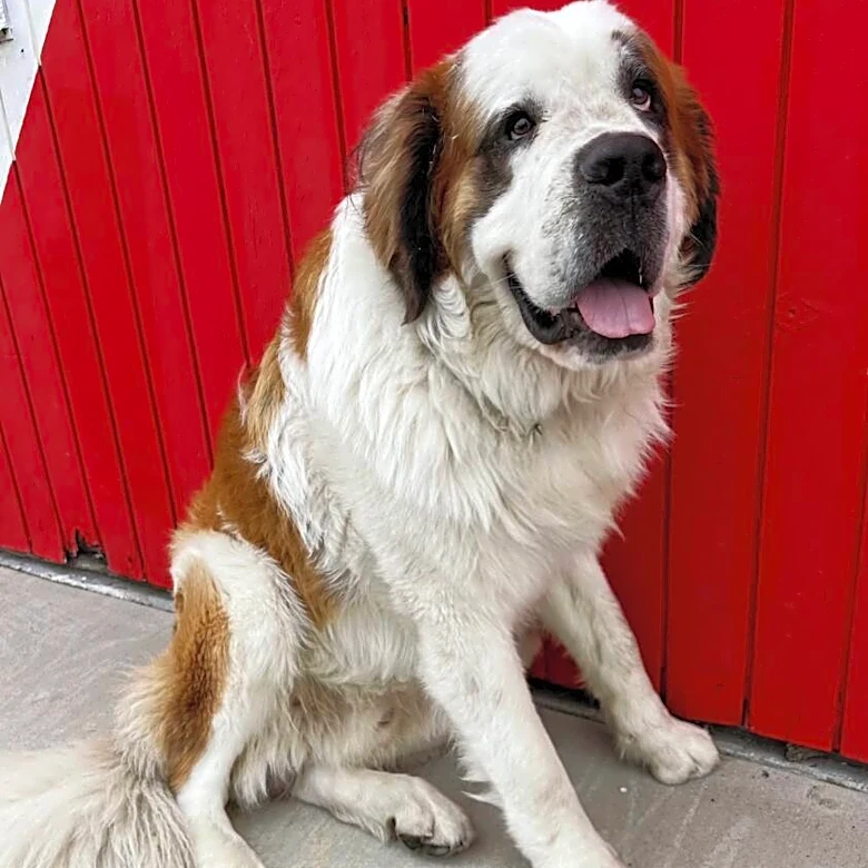 These Dogs Are About To Be Famous — And You Can Adopt Them Live On TikTok