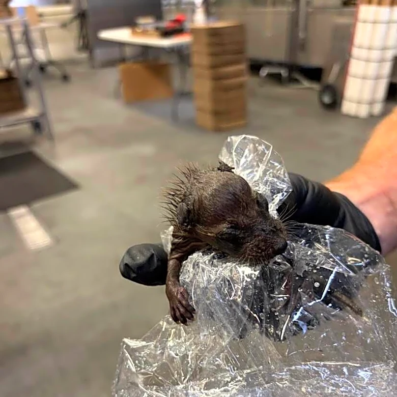 Brewery Worker Unloading Supplies Finds Wet Baby Hidden Among Kegs