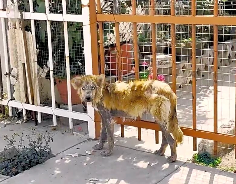 Rescuer Spots A ‘Werewolf’ On The Streets And Changes Her Life Forever