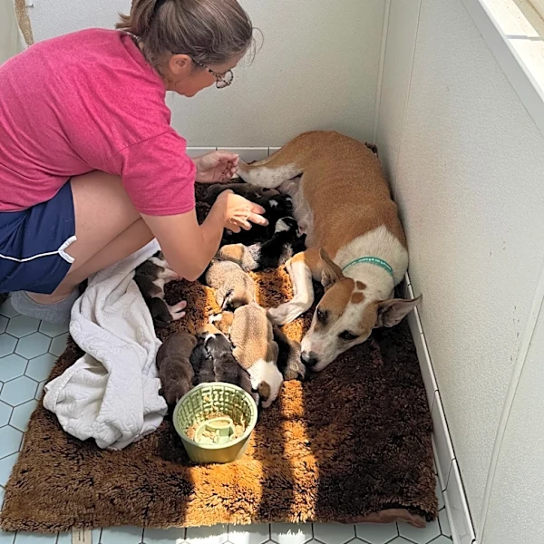 Mama Dog Arrives At Shelter Looking For Help Caring For Huge Litter Of 14 Puppies