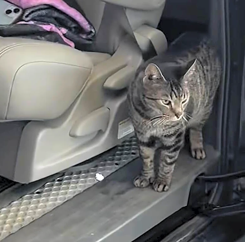 Driver 100 Miles Into Road Trip Realizes Her Cat Is Clinging To The Car Roof