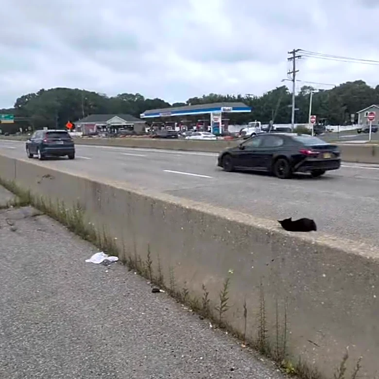 Man Stops Traffic To Grab 8-Week-Old Baby Asleep In Middle Of Highway