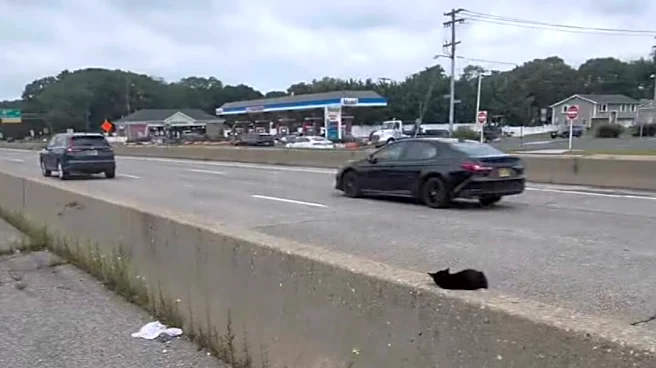 Man Stops Traffic To Grab 8-Week-Old Baby Asleep In Middle Of Highway