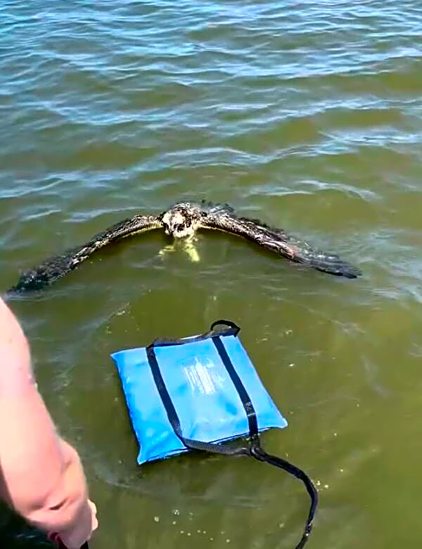 Woman On Boat Ride Spots Huge Bird In Trouble And Jumps Into The Water To Help