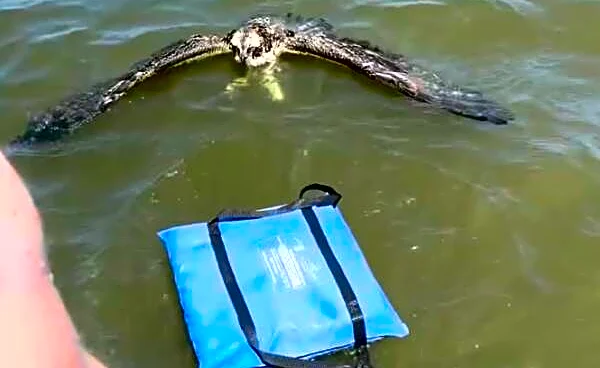 Woman On Boat Ride Spots Huge Bird In Trouble And Jumps Into The Water To Help