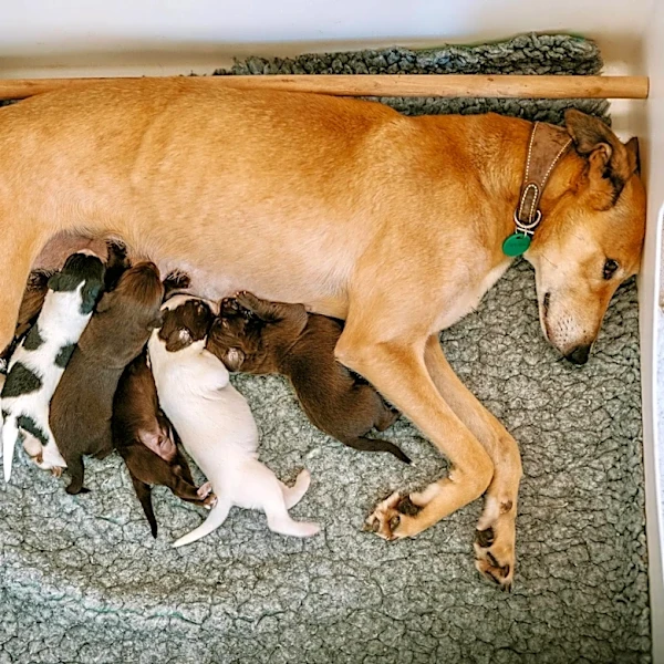 Shelter Scrambles After 24 Puppies Are Born In Just One Week