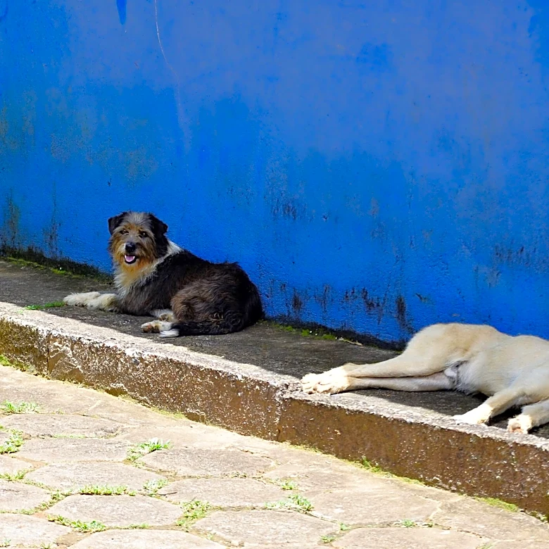 Mother Dog Crawls Beneath Flooded Building To Save Her 7 Trapped Puppies