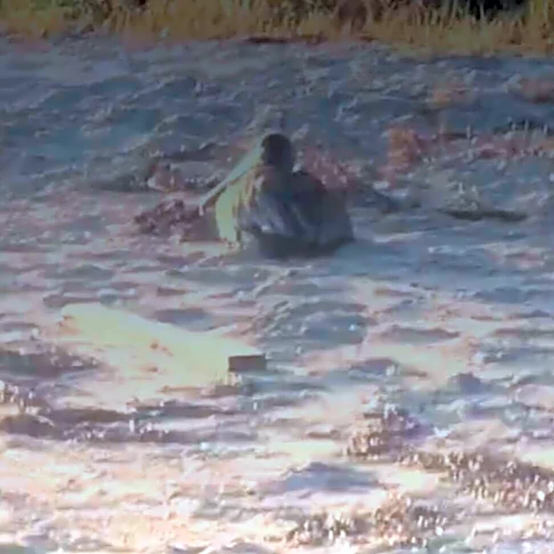 Woman Walking Down Beach Drops Everything To Rescue Pelican Trapped In Fishing Line
