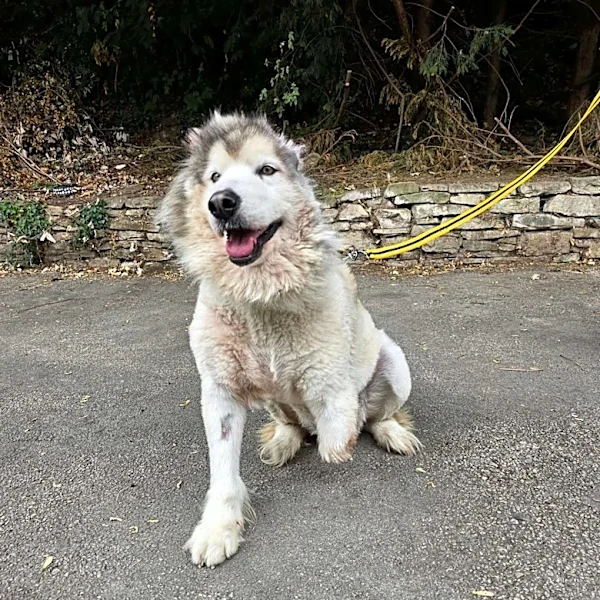 Sweet Husky Rescued From Meat Trade Has No Idea She's Any Different