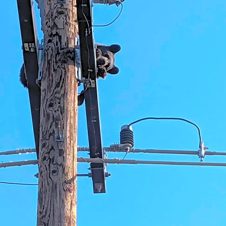 Scared Baby Climbs To Top Of Electric Pole, Forcing Workers To Cut Power