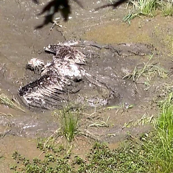 Medical Workers Pull Animal From Deep Mud — And She’s Completely Unrecognizable