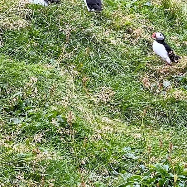 Couple Find Baby Puffin In The Street At Midnight — And Drop Everything To Help Him