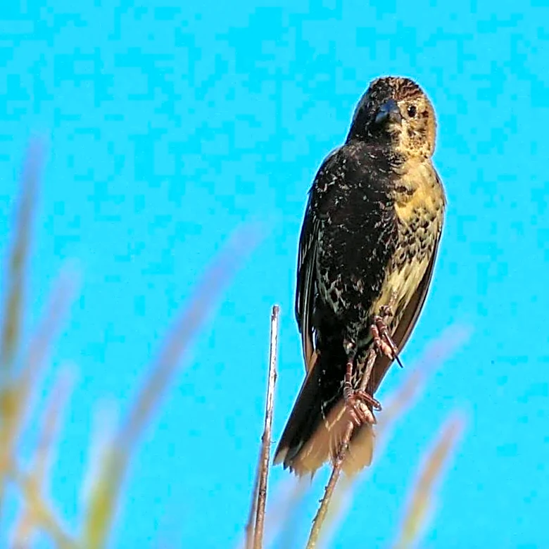 Birdwatcher Photographs Half-Male, Half-Female Bird — A One-In-850-Million Find
