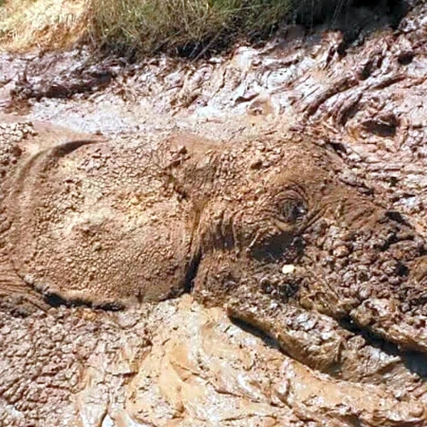 Villagers Spot Movement In A Mud Pit — And Realize An 8,000-Pound Animal Is Trapped