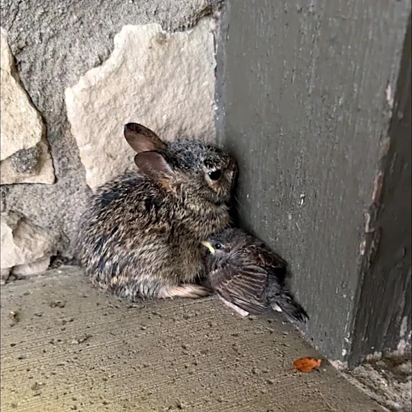People Find A Bunny Huddled Near Floodwaters — Then Notice Who’s Beside Him