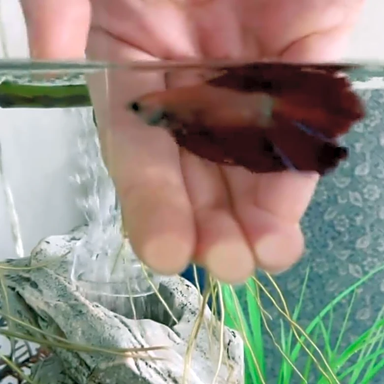 Woman Wanting To Adopt A Dog Meets A Betta Fish Who Changes Everything
