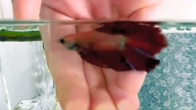 Woman Wanting To Adopt A Dog Meets A Betta Fish Who Changes Everything