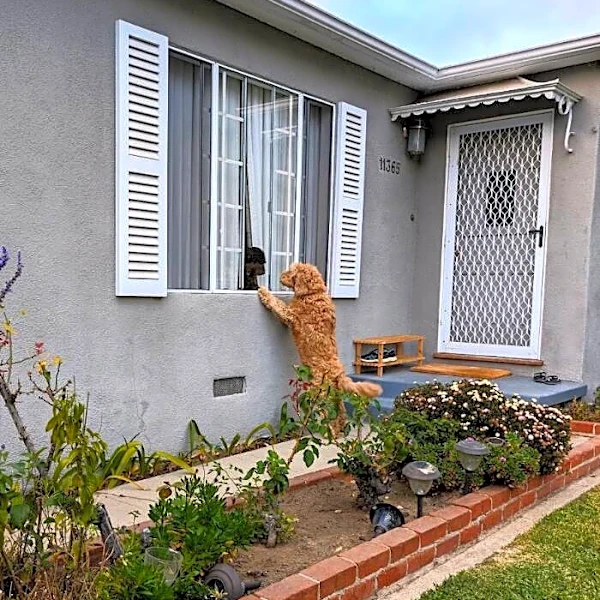 Friendly Dog Knocks On Neighbor’s Door Every Day For The Most Adorable Reason