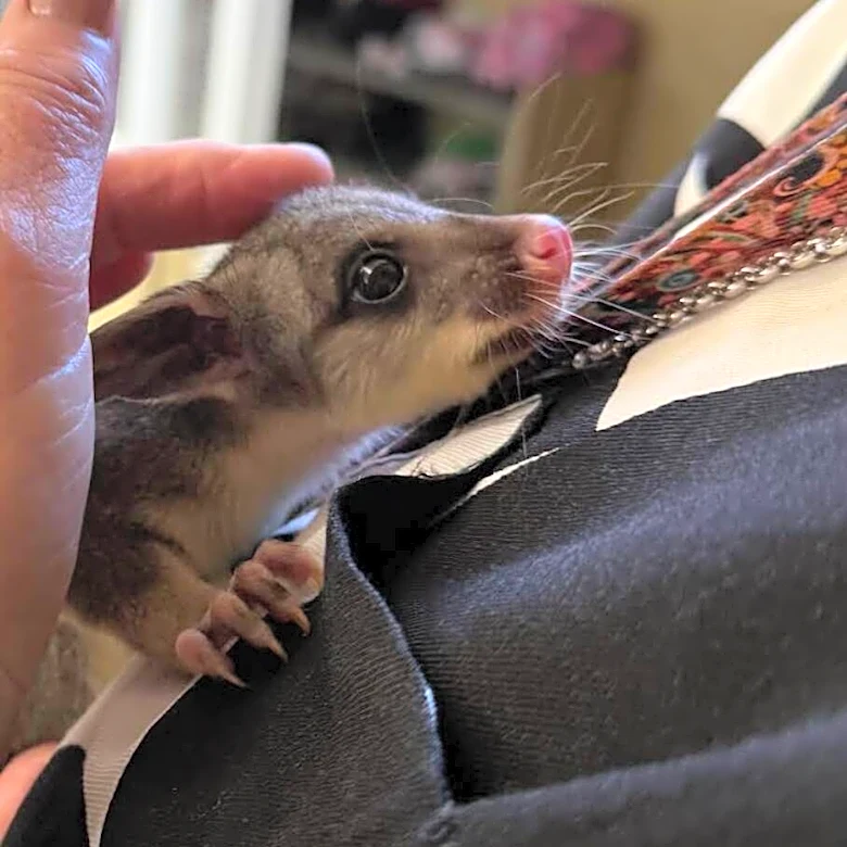 Schoolboy Freezes When A Lost Baby Animal Starts Climbing Up His Body