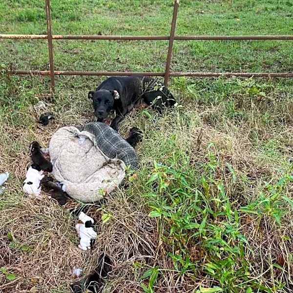 Mail Carrier Calls For Help When She Finds Entire Family Dumped In A Ditch
