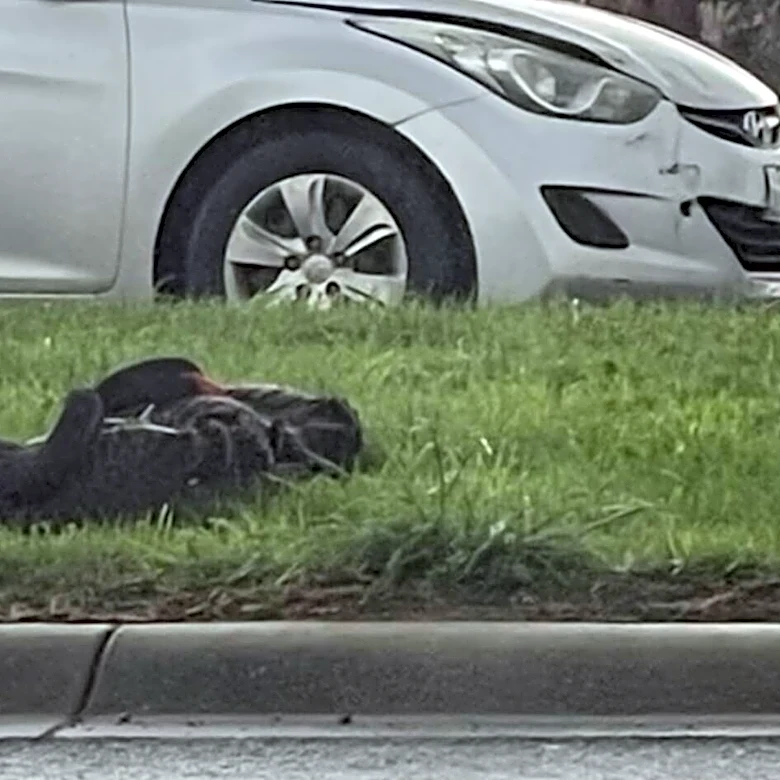 Black Swan Guards Injured Mate For Days On Highway Median As Countless Cars Pass By