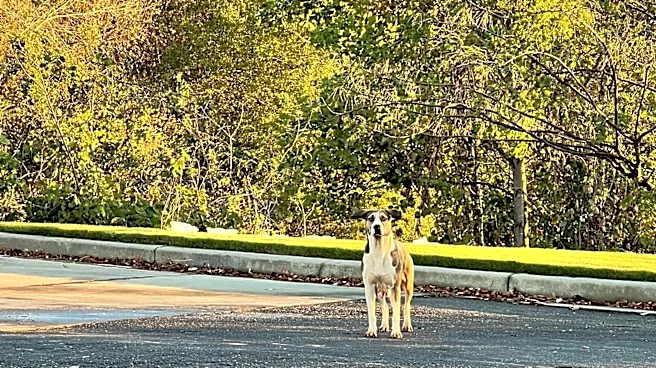 Rescuers Introduce Dog Who Lost Her Babies To Puppies Who Lost Their Mom