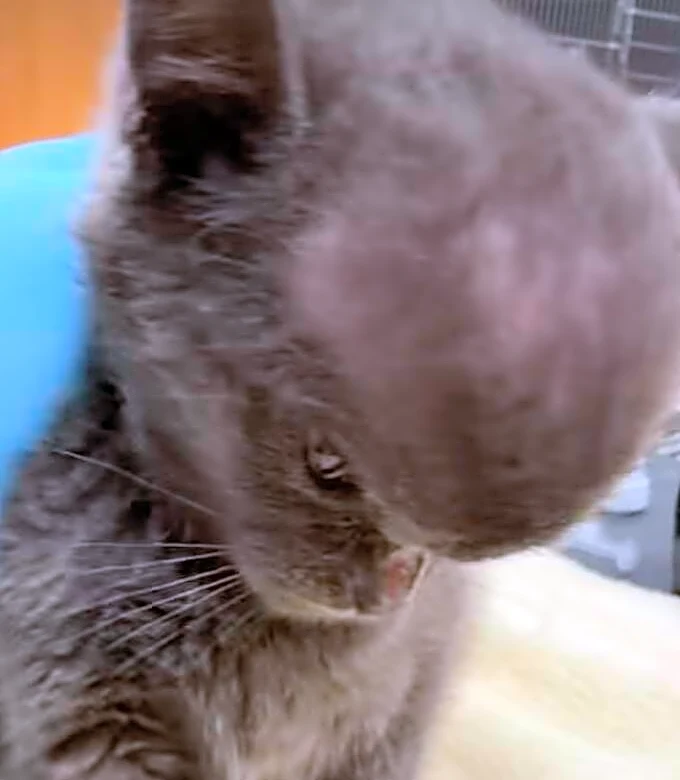 'Megamind' Kitten Arrives At Rescue With A Giant Head And An X-Ray Reveals The Truth