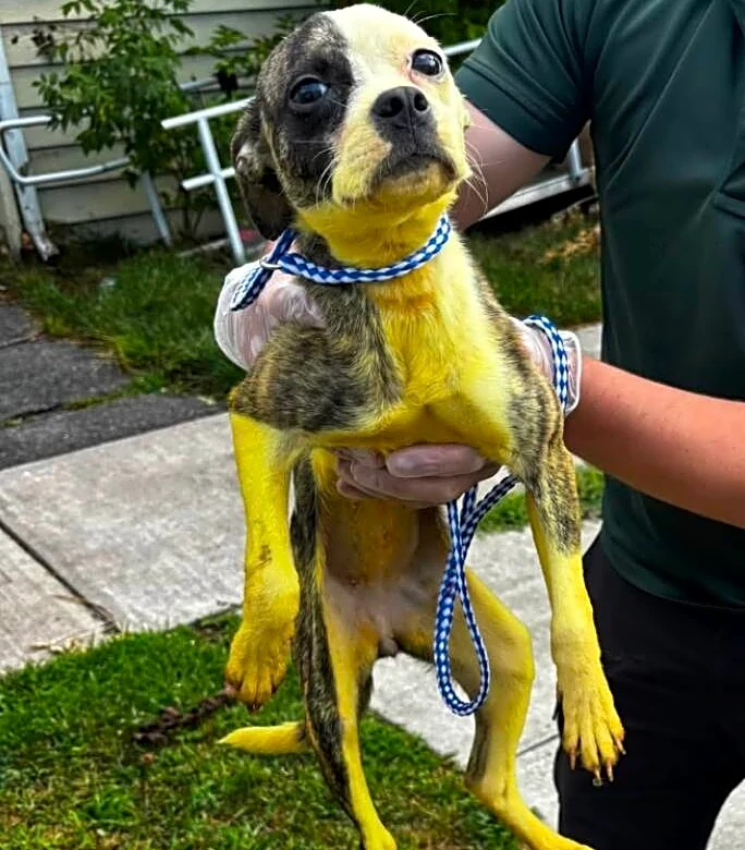 Bright Yellow Stray Puppy Needed 16 Baths To Finally Look Like Herself