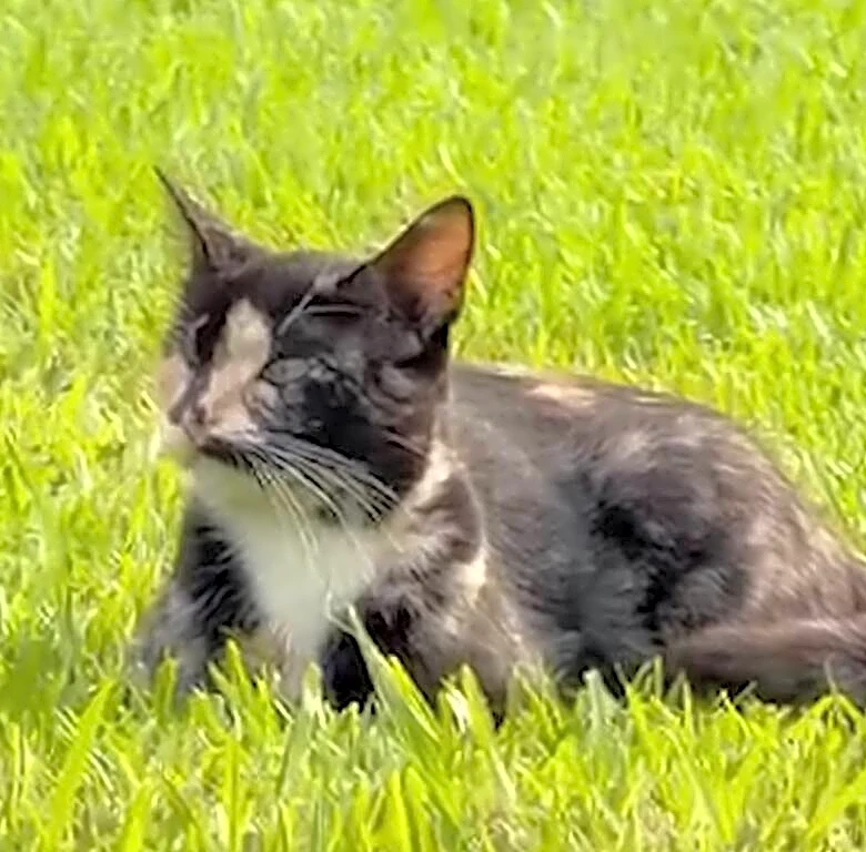 Woman Follows Cat Into A Bathroom And Finds So Many Babies Hiding Inside