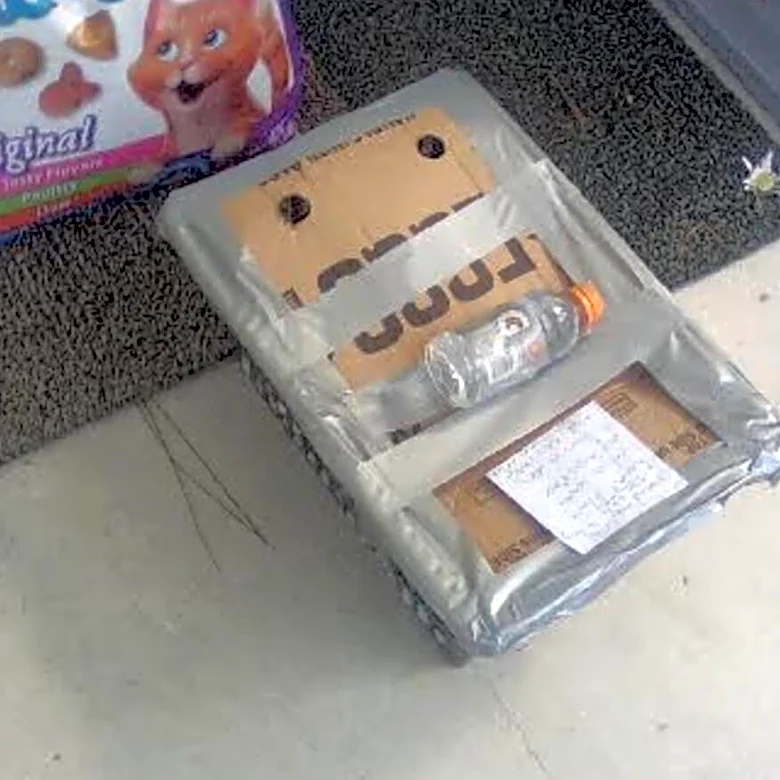 Woman Finds Strange Box Outside Her Apartment With An Entire Family Inside
