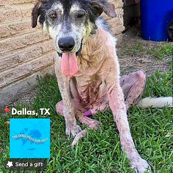Rescuers Can’t Believe What Neglected Pup Looks Like Now That He’s Healed