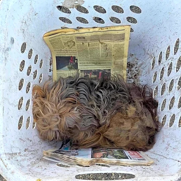 Amazon Driver Sees Laundry Basket In Park And Discovers A Sweet Soul Inside