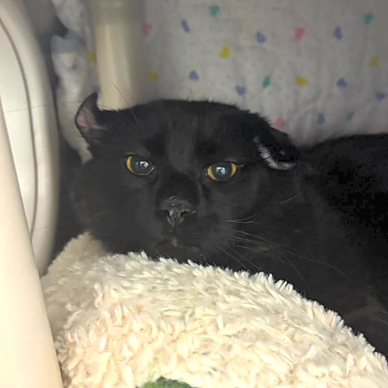 Cat With Smushed Ears From Life On The Streets Just Wants A Family To Love Him