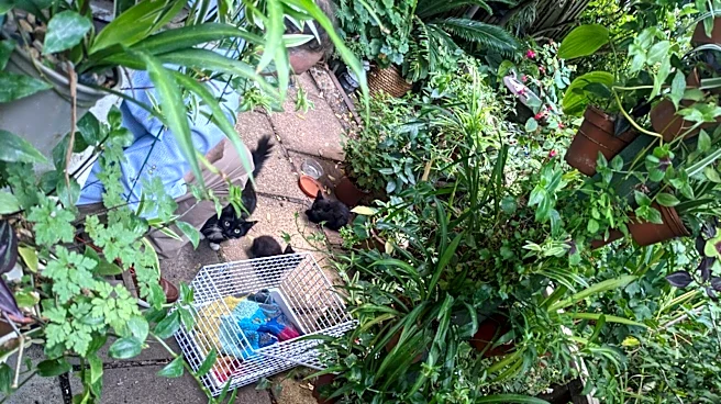 London Man Spots Stray Kitten With Broken Glass Around Her Neck And Rushes To Help