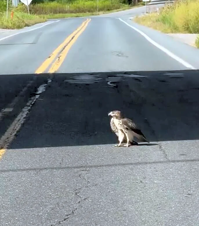 Driver Stops Traffic After Finding Large 'Dazed' Bird In The Road