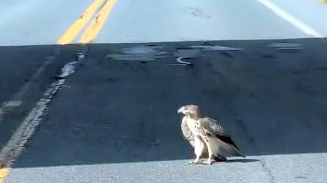 Driver Stops Traffic After Finding Large 'Dazed' Bird In The Road
