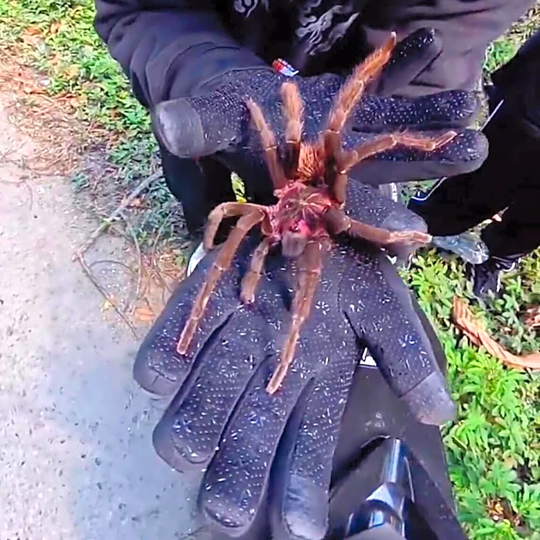 Motorcyclist Makes A U-Turn To Help Giant Spider In The Middle Of The Road