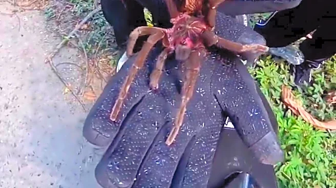 Motorcyclist Makes A U-Turn To Help Giant Spider In The Middle Of The Road