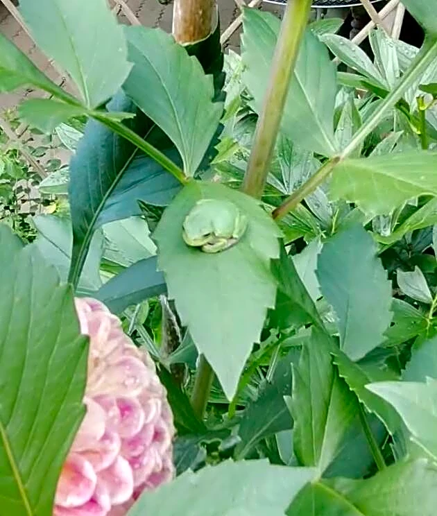 Gardener Finds Something Green In Dahlia And Realizes Her Flower's Become A Frog Hotel