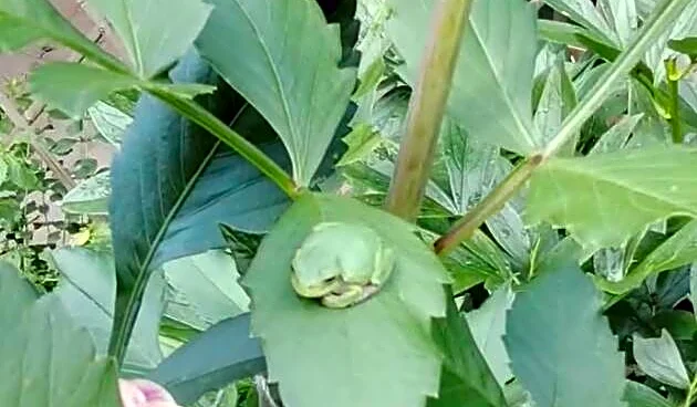 Gardener Finds Something Green In Dahlia And Realizes Her Flower's Become A Frog Hotel