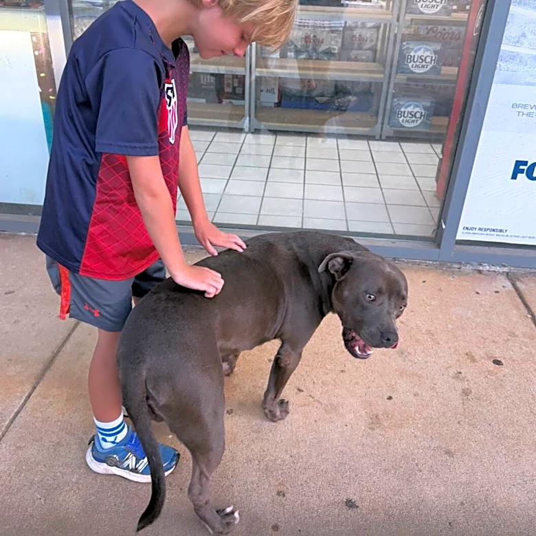 Little Boy Can't Stop Crying When He Meets An Abandoned Dog At A Gas Station