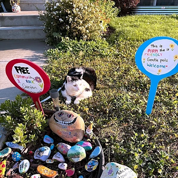 Cat Who Beat Cancer Keeps Getting Rocks In The Mail, And It's The Sweetest Thing