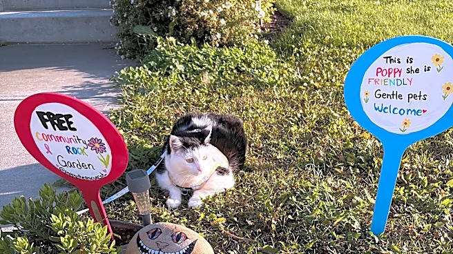 Cat Who Beat Cancer Keeps Getting Rocks In The Mail, And It's The Sweetest Thing