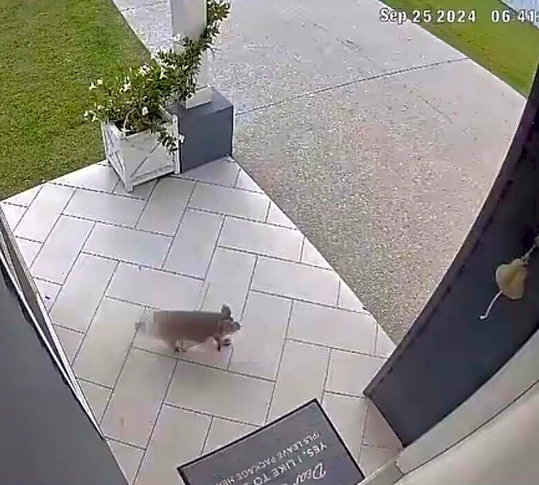 Homeowner Wakes To A Security Notification And Finds Someone 'Surreal' At Her Door