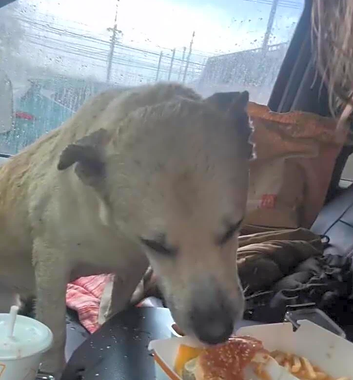 Hiker Offers McDonald's To Soaking Wet Dog — But The Pup Is After Something Else