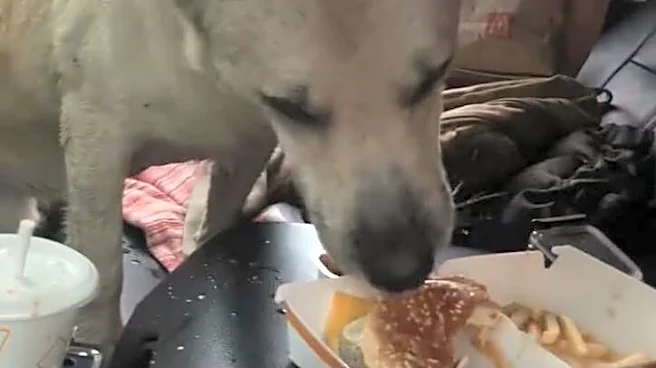 Hiker Offers McDonald's To Soaking Wet Dog — But The Pup Is After Something Else