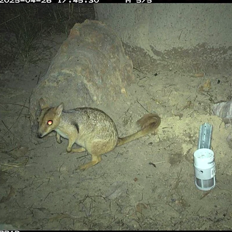 Tiny Marsupial Thought To Be On 'Brink Of Extinction' Spotted For The First Time In 50 Years