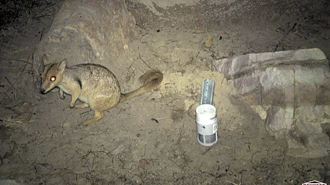 Tiny Marsupial Thought To Be On 'Brink Of Extinction' Spotted For The First Time In 50 Years