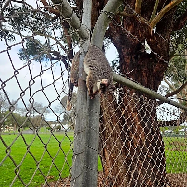 'Dead' Possum Found Hanging From Fence Comes Back To Life At Rescuer's Touch